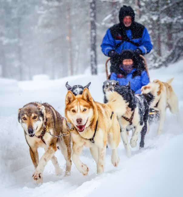 Rovaniemi: Husky Sled Ride and Farm Visit - Key points to know