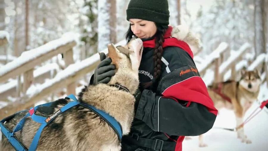 Rovaniemi: Husky Sled Ride and Farm Visit - Should you book the husky farm visit?