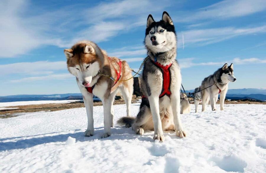 Rovaniemi: Husky Sled Ride and Farm Visit - Meeting the huskies outside Rovaniemi