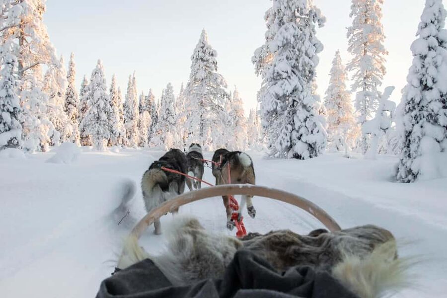 Rovaniemi: Husky Sled Ride and Farm Visit - Time with the dogs after the ride