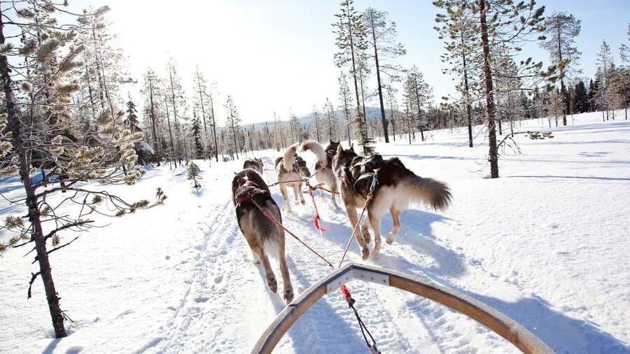 Rovaniemi: Husky Sled Ride and Farm Visit - Learning how Lapland huskies are raised