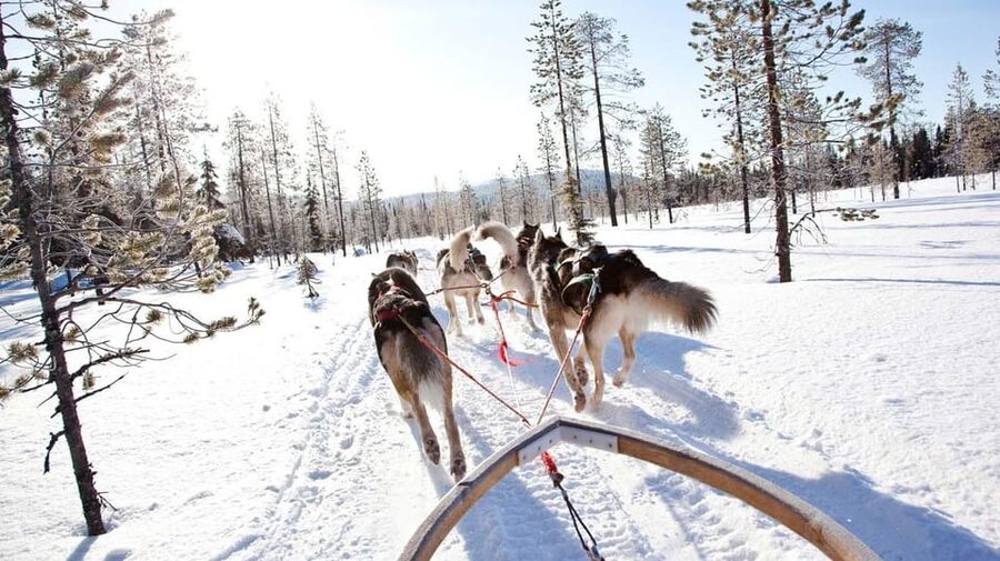 Rovaniemi: Husky Sled Ride and Farm Visit - Booking and cancellation details