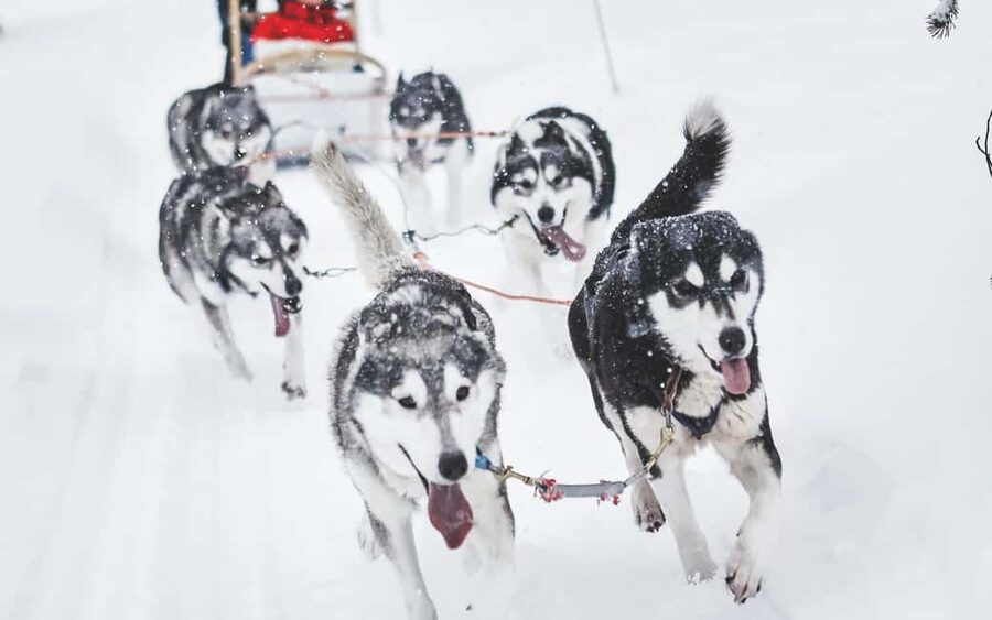 Rovaniemi: Husky Sled Ride and Farm Visit - What the one-hour farm program includes