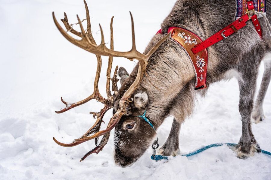 Rovaniemi: Local Reindeer Farm Visit with Sleigh Ride - Key points at a glance