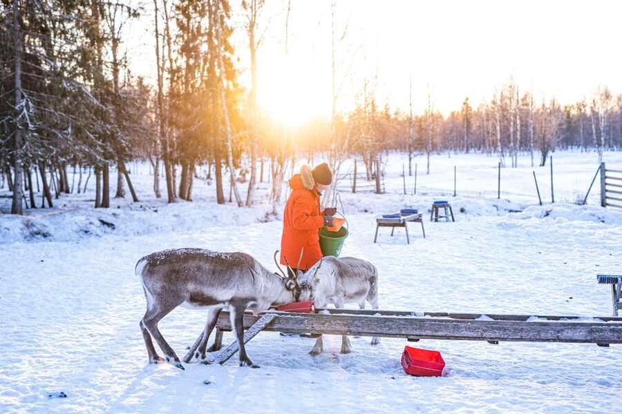 Rovaniemi: Local Reindeer Farm Visit with Sleigh Ride - Why the reindeer farm matters