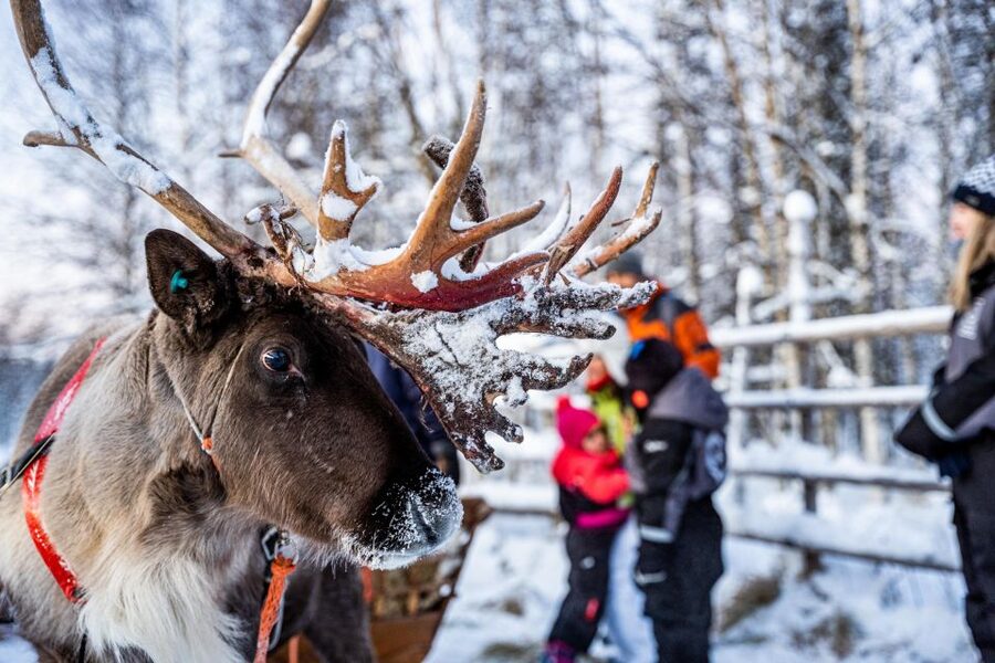 Rovaniemi: Local Reindeer Farm Visit with Sleigh Ride - The farm visit and local stories