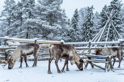 Local Reindeer Farm Visit with Sleigh Ride