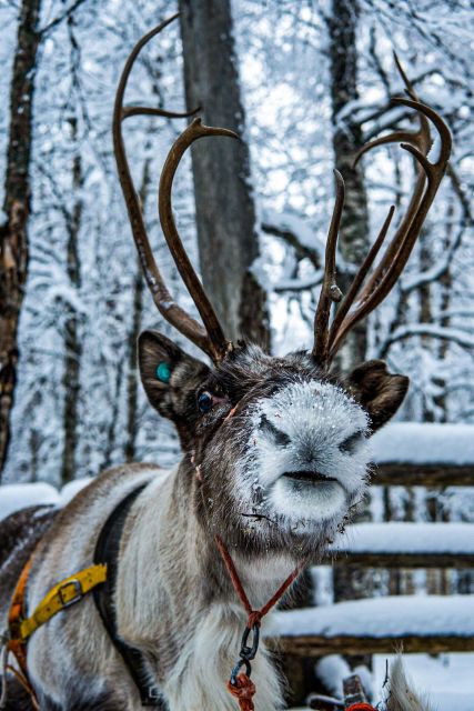 Rovaniemi: Local Reindeer Farm Visit with Sleigh Ride - Feeding the reindeer after the ride
