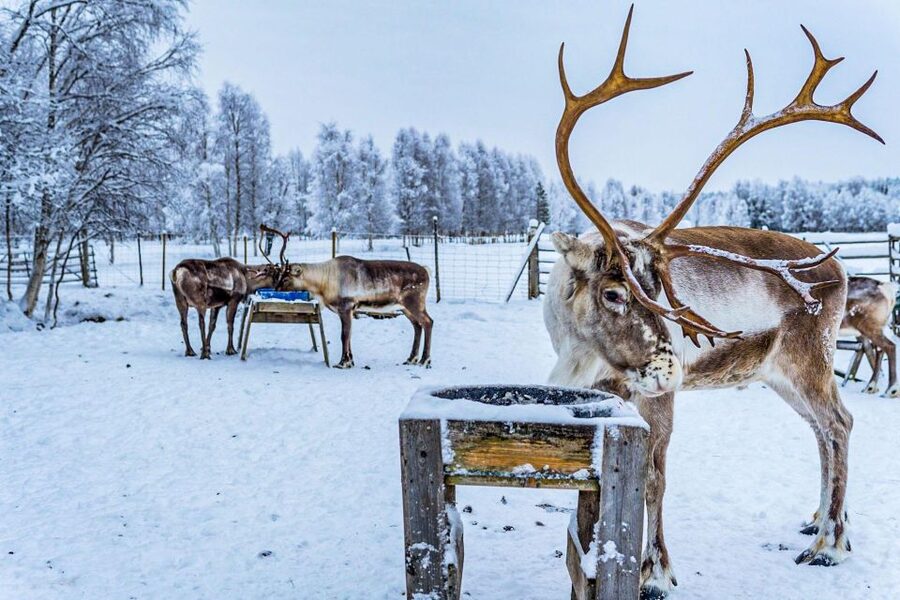 Rovaniemi: Local Reindeer Farm Visit with Sleigh Ride - Pancakes and hot chocolate in the kota hut