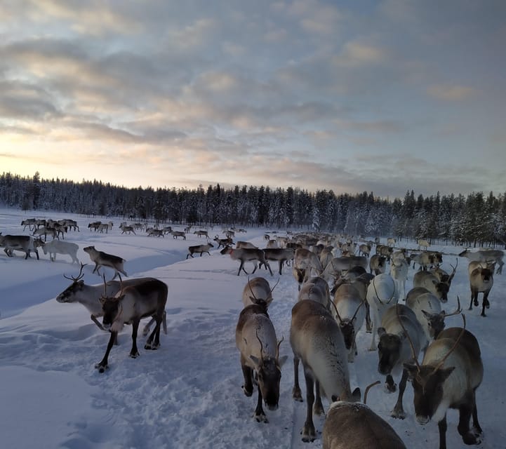 Rovaniemi: Private Reindeer Farm Visit and Walk-Along - Key points to know before you go