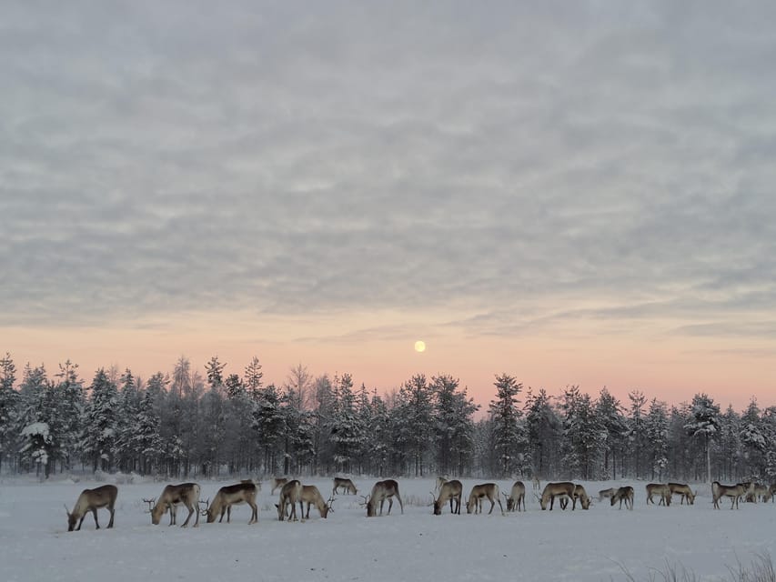 Rovaniemi: Private Reindeer Farm Visit and Walk-Along - Why this farm feels different from a standard Rovaniemi activity
