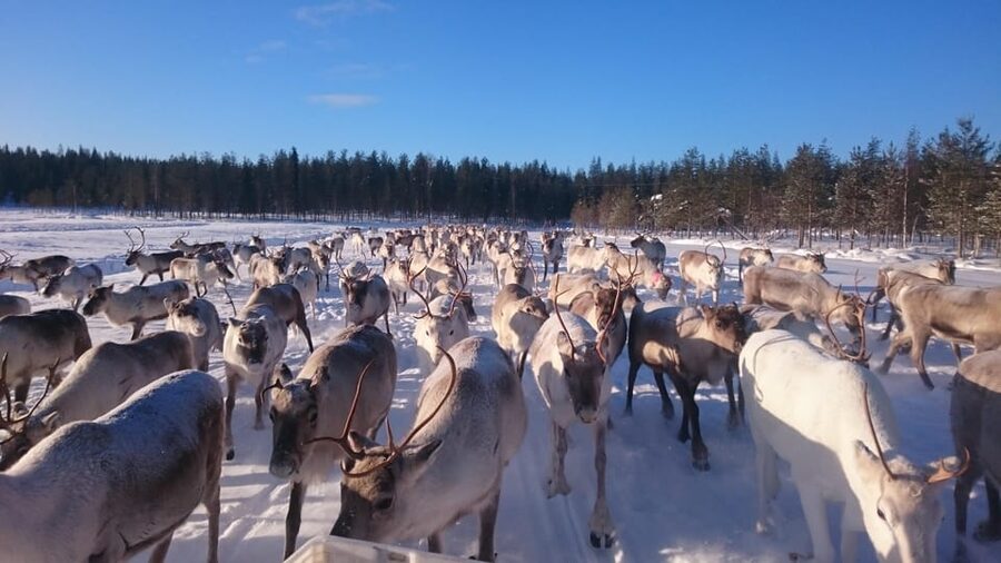 Rovaniemi: Private Reindeer Farm Visit and Walk-Along - Riding the snowmobile-pulled sledge