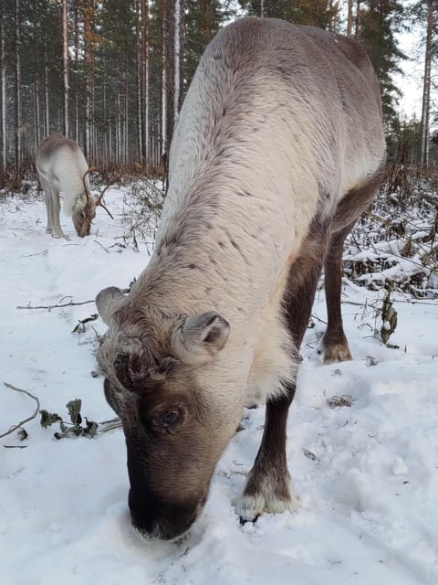 Rovaniemi: Private Reindeer Farm Visit and Walk-Along - Feeding the herd by hand