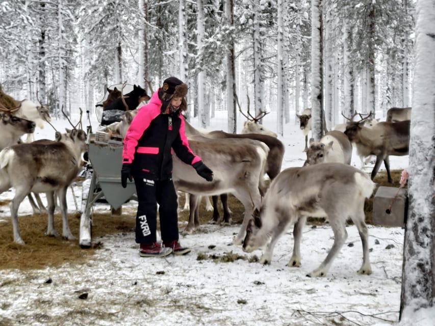 Rovaniemi: Private Reindeer Farm Visit and Walk-Along - Learning what reindeer husbandry involves