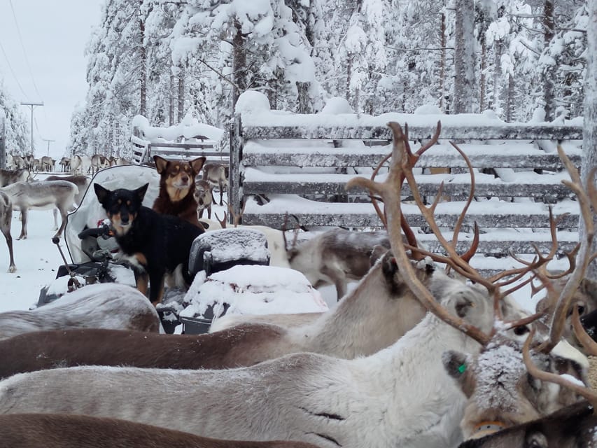 Rovaniemi: Private Reindeer Farm Visit and Walk-Along - Warming up in the kota tent