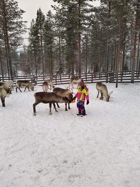 Rovaniemi: Private Reindeer Farm Visit and Walk-Along - The value of a $165 private visit