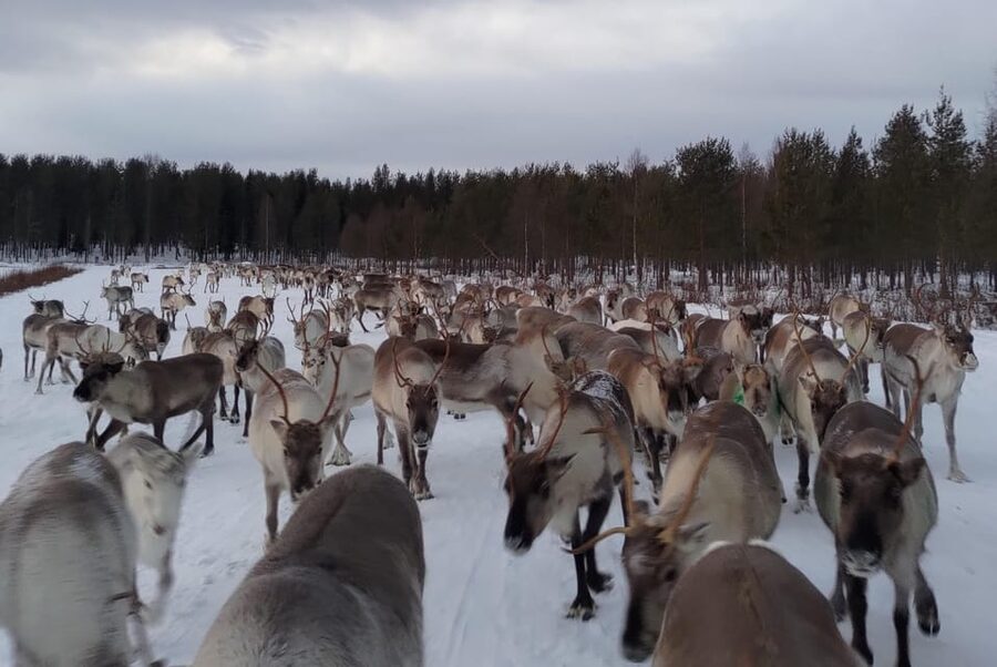 Rovaniemi: Private Reindeer Farm Visit and Walk-Along - Who will enjoy this experience most