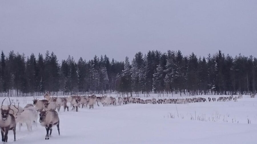 Rovaniemi: Private Reindeer Farm Visit and Walk-Along - Arrival with Lapponian herding dogs