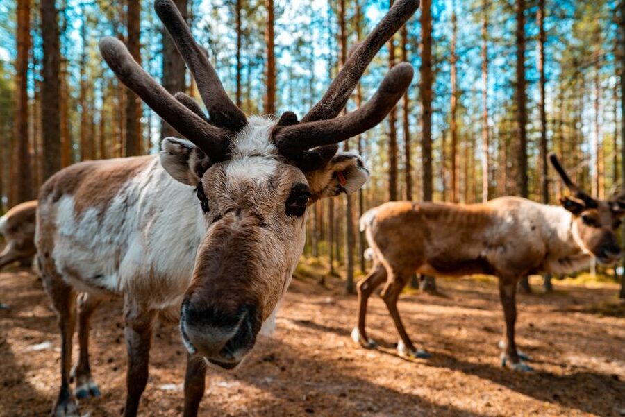 Rovaniemi: Quad Bike Safari, Reindeer & Husky Farm Visit - ATV instruction before the Arctic Circle ride