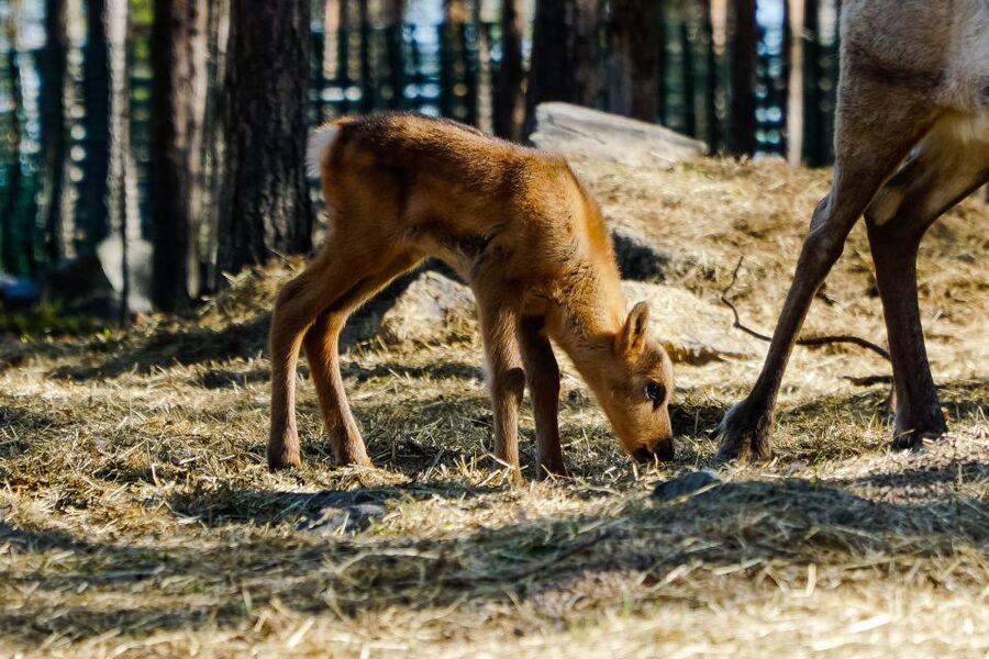 Rovaniemi: Quad Bike Safari, Reindeer & Husky Farm Visit - Who will enjoy this tour most?