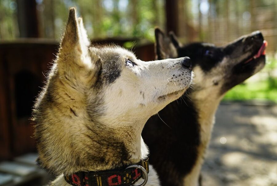 Rovaniemi: Quad Bike Safari, Reindeer & Husky Farm Visit - Husky farm visit and a possible short ride