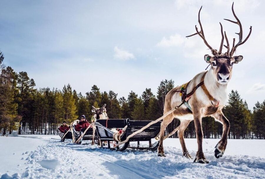 Rovaniemi: Reindeer Farm Tour with Sledge Ride & Pickup - Key points to know before booking