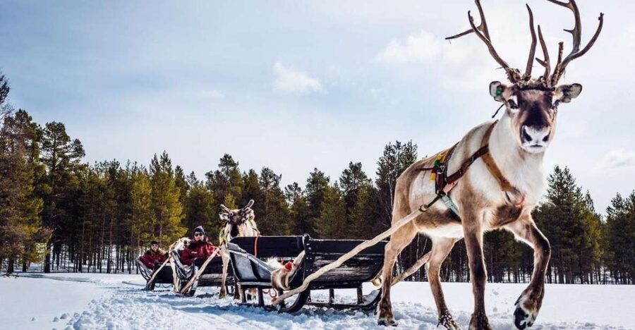 Rovaniemi: Reindeer Farm Tour with Sledge Ride & Pickup - What this two-hour Rovaniemi tour is really like