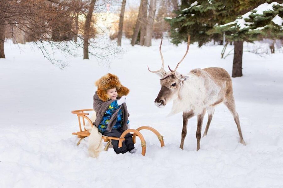 Rovaniemi: Reindeer Farm Tour with Sledge Ride & Pickup - The sledge ride and the snow question