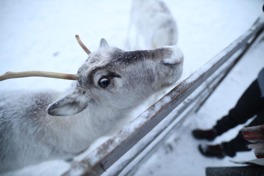 Rovaniemi: Reindeer Farm Tour with Sledge Ride & Pickup - The warm-up inside the herders’ house