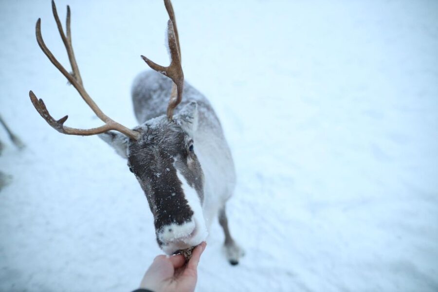 Rovaniemi: Reindeer Farm Tour with Sledge Ride & Pickup - Is $147 good value for two hours?