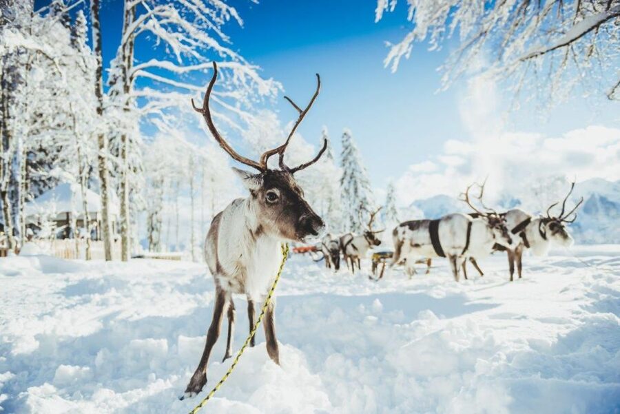 Rovaniemi: Reindeer Farm Tour with Sledge Ride & Pickup - Meeting the reindeer at an old working farm