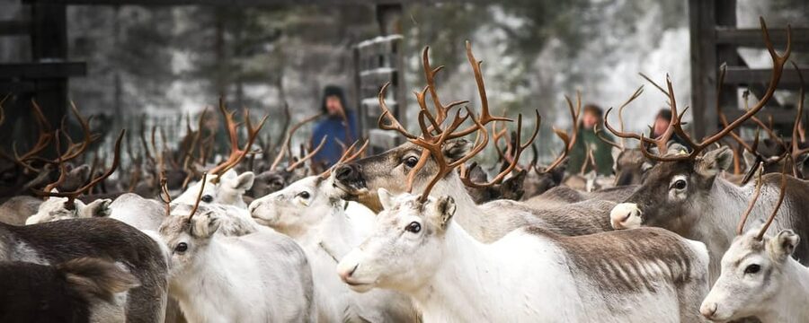 Rovaniemi: Reindeer Farm Visit and Sleigh Ride with transfer - Leaving Rovaniemi by included transfer