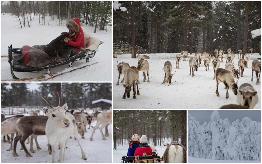 Rovaniemi: Reindeer Farm Visit and Sleigh Ride with transfer - Timing, clothing, and useful planning advice