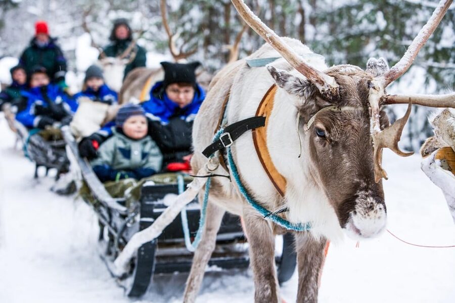 Rovaniemi: Reindeer Farm Visit and Sleigh Ride with transfer - Meeting the reindeer and feeding the herd