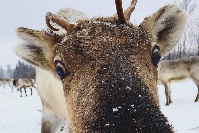 ROVANIEMI: Reindeer Farm Visit and Walking - Key points to know