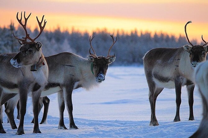ROVANIEMI: Reindeer Farm Visit and Walking - The morning begins in central Rovaniemi