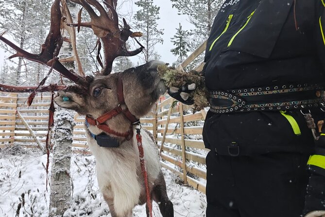 ROVANIEMI: Reindeer Farm Visit and Walking - A warm hut, homemade food, and family stories