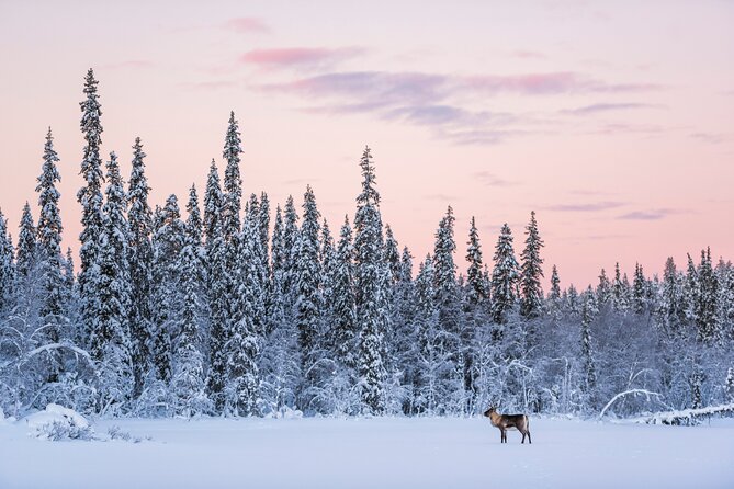 ROVANIEMI: Reindeer Farm Visit and Walking - Walking a reindeer through the snowy forest