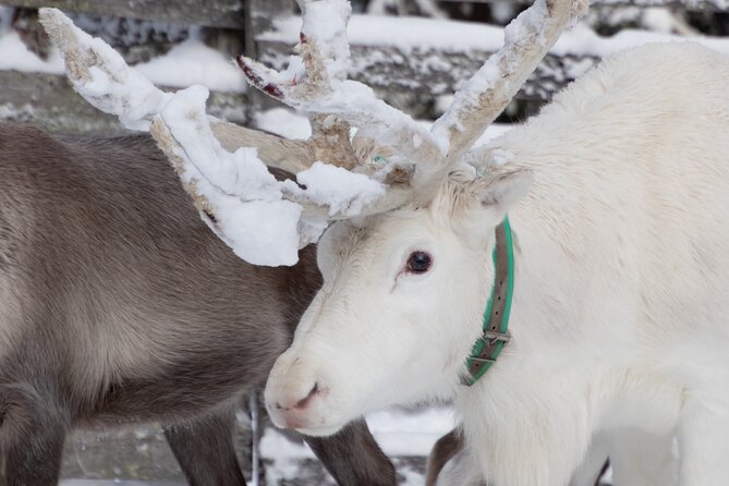 ROVANIEMI: Reindeer Farm Visit and Walking - What the $119 price includes