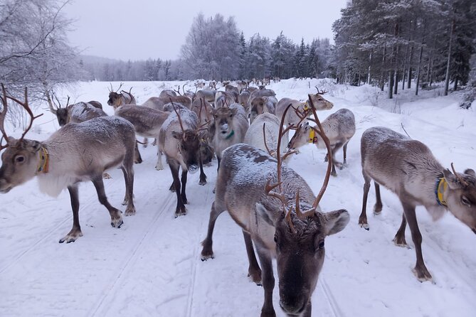 ROVANIEMI: Reindeer Farm Visit and Walking - Who will enjoy this Rovaniemi experience