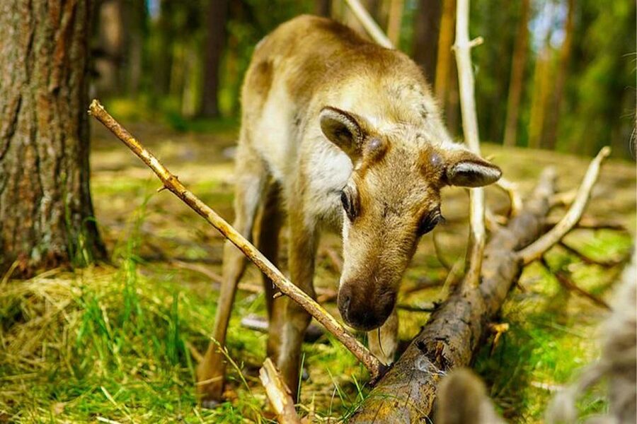 Rovaniemi: Reindeer Farm Visit in the Summer - Meeting the herders outside central Rovaniemi