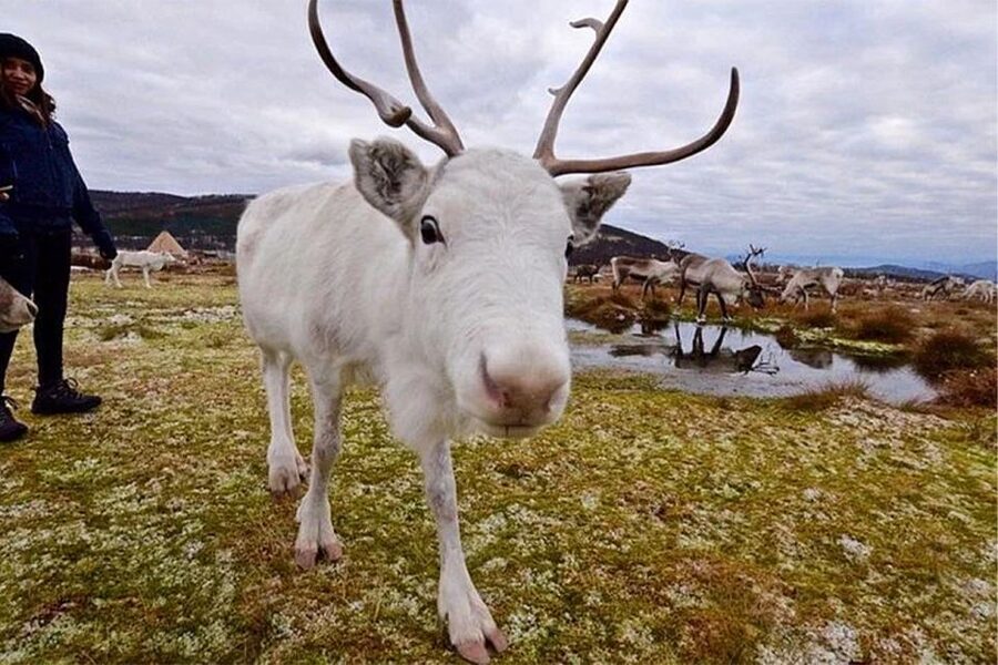 Rovaniemi: Reindeer Farm Visit in the Summer - FAQ