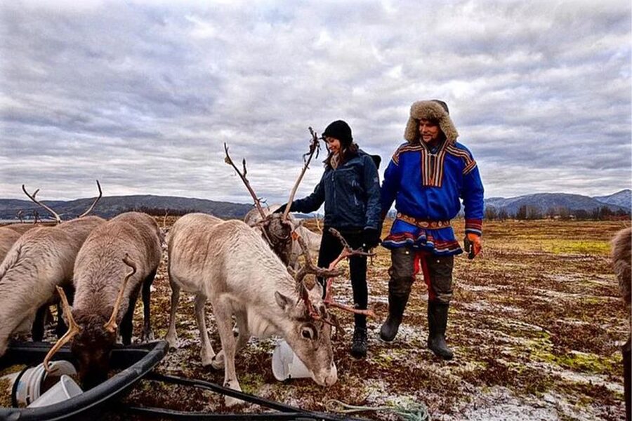 Rovaniemi: Reindeer Farm Visit in the Summer - Why summer changes the reindeer experience