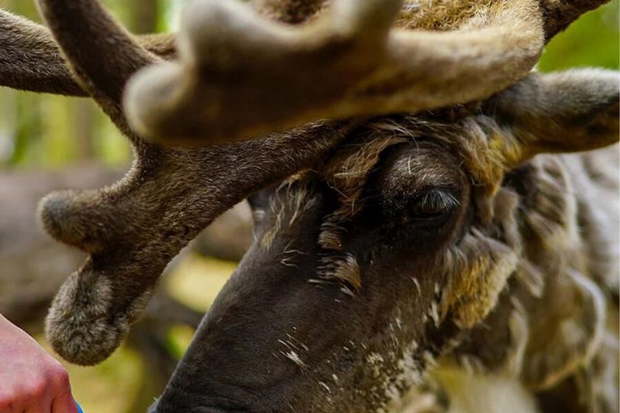 Rovaniemi: Reindeer Farm Visit in the Summer - Listening to the owner’s stories
