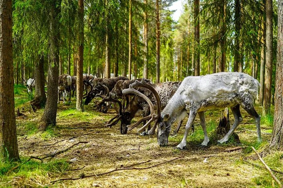 Rovaniemi: Reindeer Farm Visit in the Summer - What the 2.5-hour format means for your day
