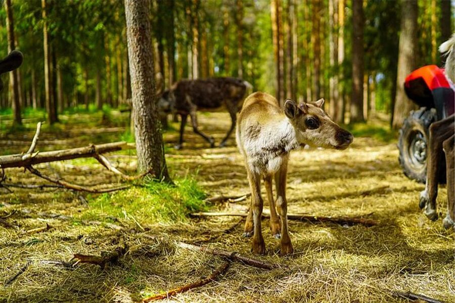 Rovaniemi: Reindeer Farm Visit in the Summer - Who should book this farm visit?