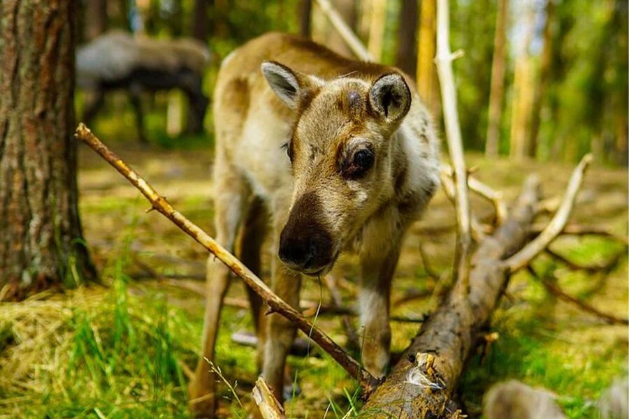 Rovaniemi: Reindeer Farm Visit in the Summer - My practical verdict on the Rovaniemi reindeer farm