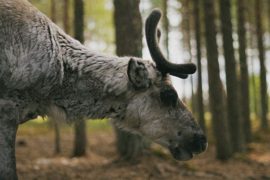 Rovaniemi: Reindeer Farm Visit with Photographer - From Rovaniemi to a lakeside reindeer farm