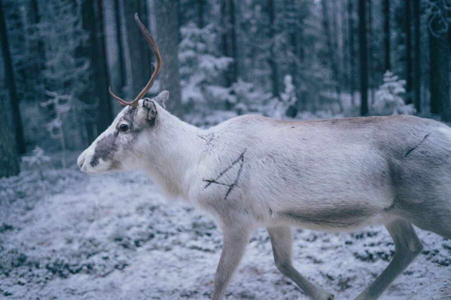 Rovaniemi: Reindeer Farm Visit with Photographer - A small-group format with a personal guide