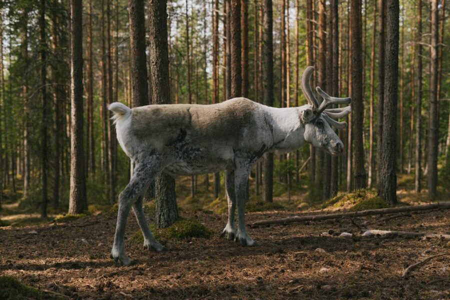 Rovaniemi: Reindeer Farm Visit with Photographer - Should you book this reindeer farm visit?